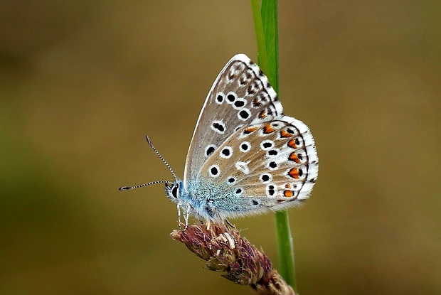 modráčik ďatelinový (sk) / modrásek jetelový (cz) Polyommatus bellargus (Rottemburg, 1775)