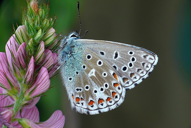 modráčik ďatelinový (sk) / modrásek jetelový (cz) Polyommatus bellargus (Rottemburg, 1775)