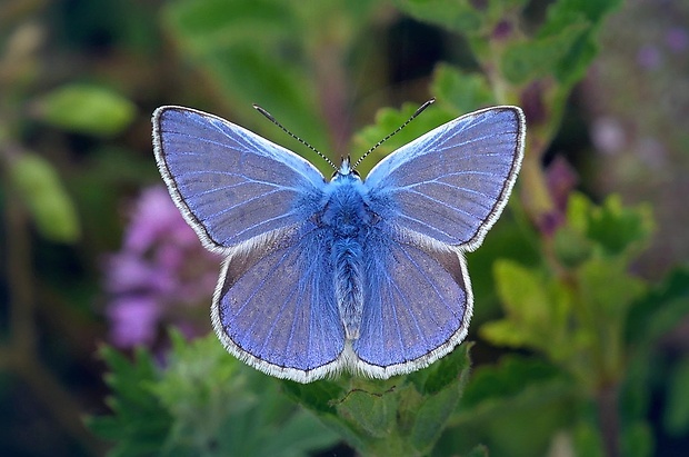 modráčik obyčajný (sk) / modrásek jehlicový (cz) Polyommatus icarus (Rottemburg, 1775)