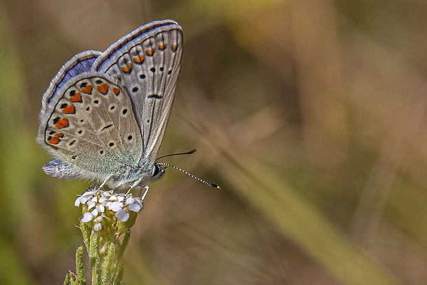 modráčik obyčajný  Polyommatus icarus