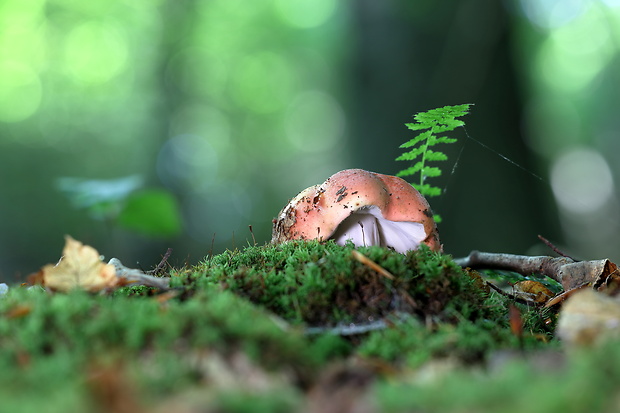 plávka Russula sp.