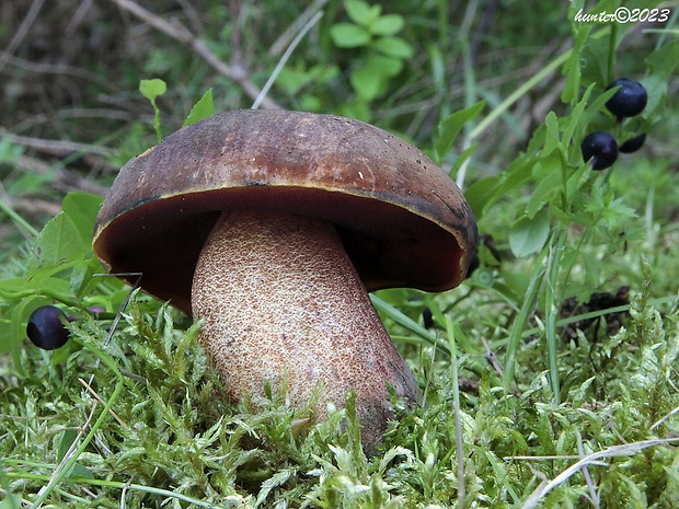 hríb zrnitohlúbikový Sutorius luridiformis (Rostk.) G. Wu & Zhu L. Yang