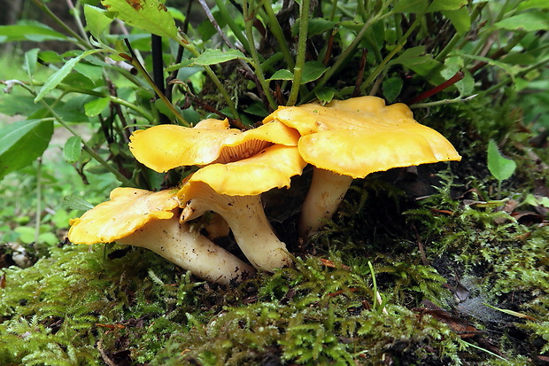 kuriatko jedlé Cantharellus cibarius Fr.