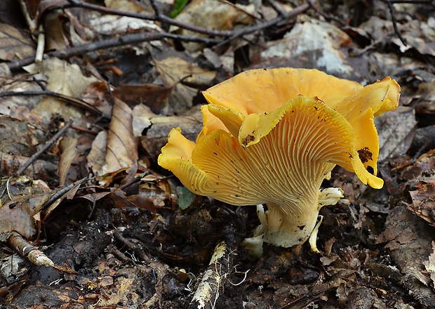 kuriatko jedlé Cantharellus cibarius Fr.