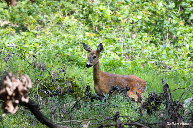 srna lesná Capreolus capreolus