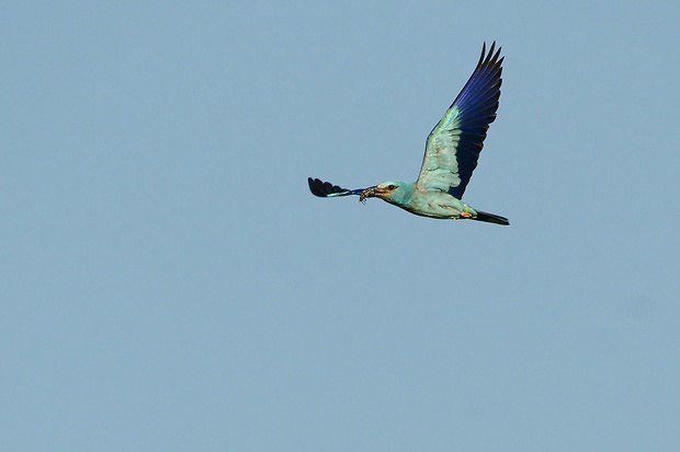 krakľa belasá Coracias garrulus