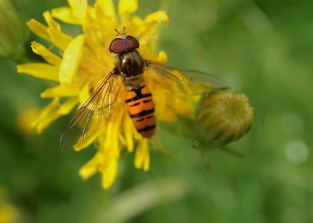 pestrica pruhovaná Episyrphus balteatus