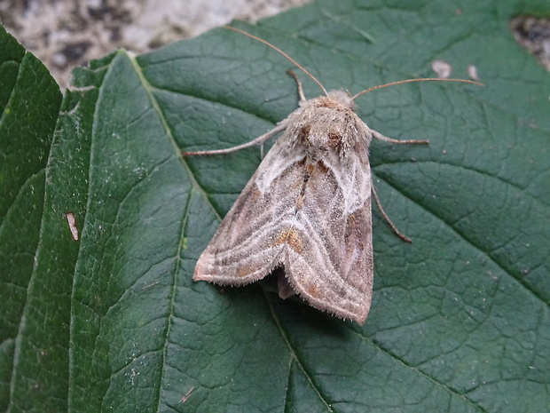 mora pľúcniková Euchalcia modestoides