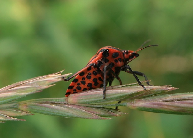 bzdocha pásavá Graphosoma italicum