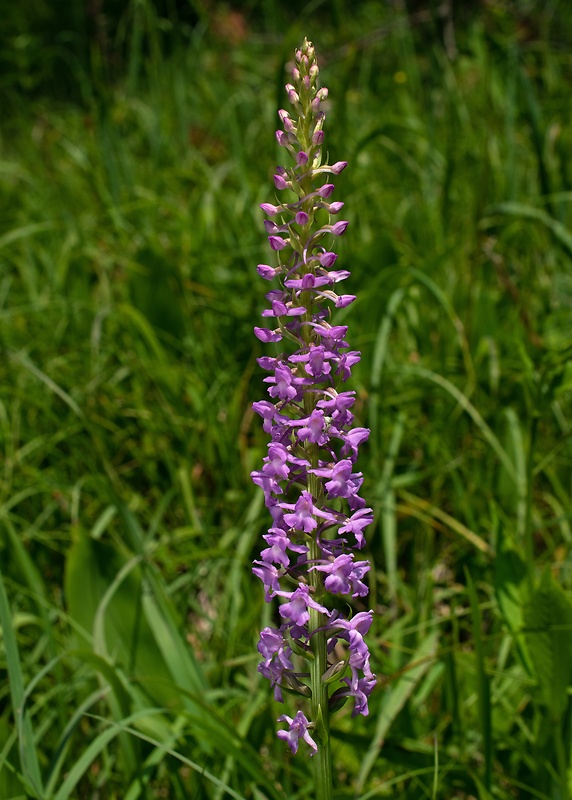 päťprstnica obyčajná Gymnadenia conopsea (L.) R. Br.