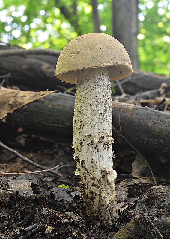 kozák topoľový Leccinum duriusculum (Schulzer ex Kalchbr.) Singer