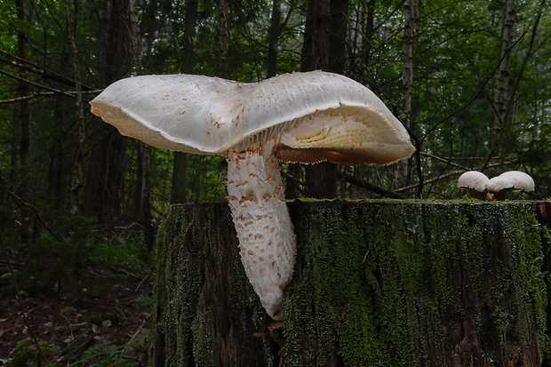 húževnatec šupinatý Neolentinus lepideus (Fr.) Redhead & Ginns