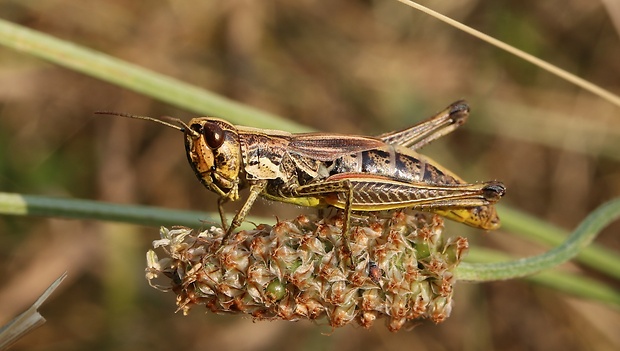 koník Pseudochorthippus parallelus