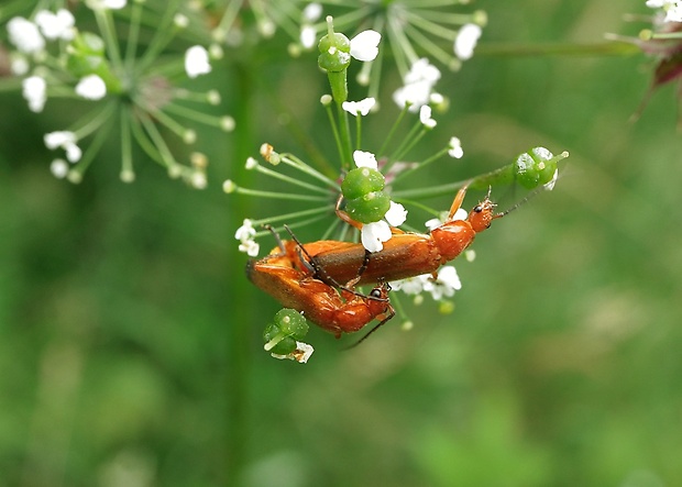 snehuľčík žltý Rhagonycha fulva