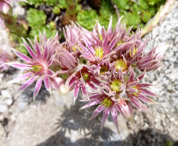 skalnica wettsteinova Sempervivum wettsteinii Letz, ined.