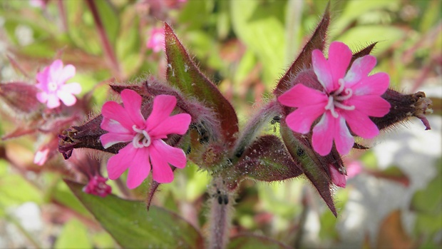 silenka červená Silene dioica (L.) Clairv.