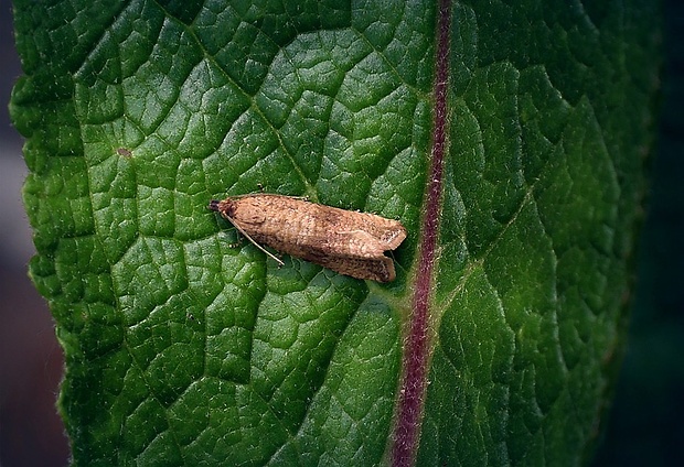 obaľovač púpavový (sk) / obaleč pampeliškový (cz) Celypha striana (Denis & Schiffermüller, 1775)