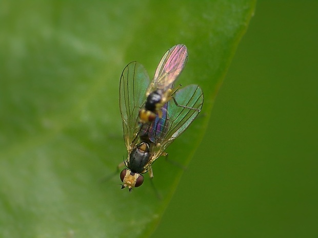 minérka Cerodontha denticornis (Panzer, 1806)