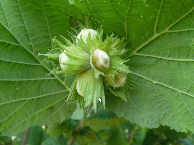 lieska obyčajná Corylus avellana L.