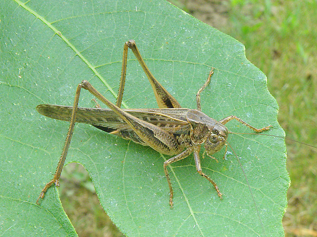 kobylka hryzavá  Decticus verrucivorus  Linnaeus, 1758