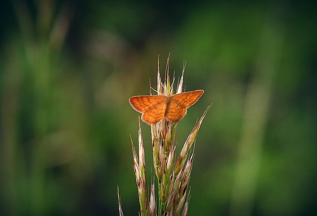 piadica hlinožltá (sk) / žlutokřídlec hlinožlutý (cz) Idaea serpentata (Hufnagel, 1767)