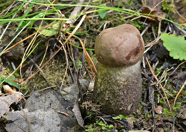 kozák topoľový Leccinum duriusculum (Schulzer ex Kalchbr.) Singer