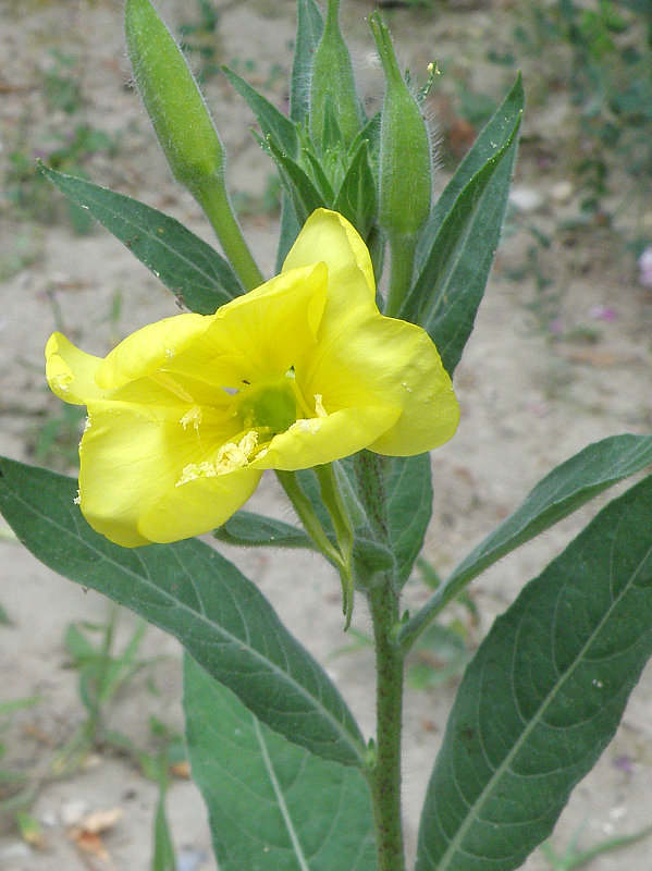 pupalka dvojročná Oenothera biennis L.