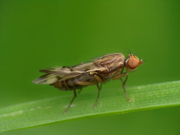 pestrička klíčková ♀ Opomyza germinationis (Linnaeus, 1758)