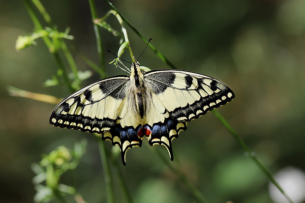 vidlochvost feniklový  Papilio machaon