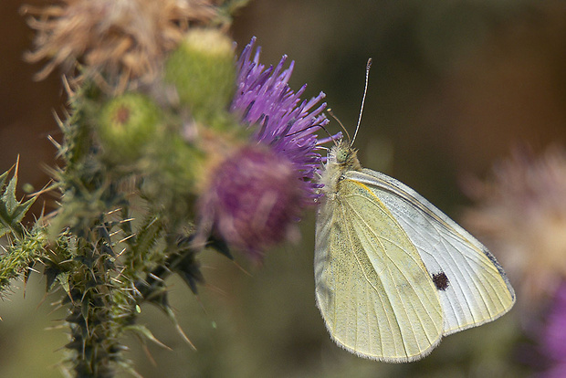 mlynárik repový  Pieris rapae