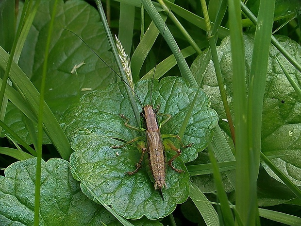 kobylôčka lúčna ♀ Roeseliana roeselii (Hagenbach, 1822)