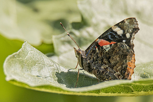 babôčka admirálska Vanessa atalanta