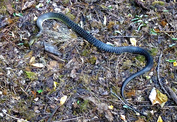 užovka stromová Zamenis longissimus