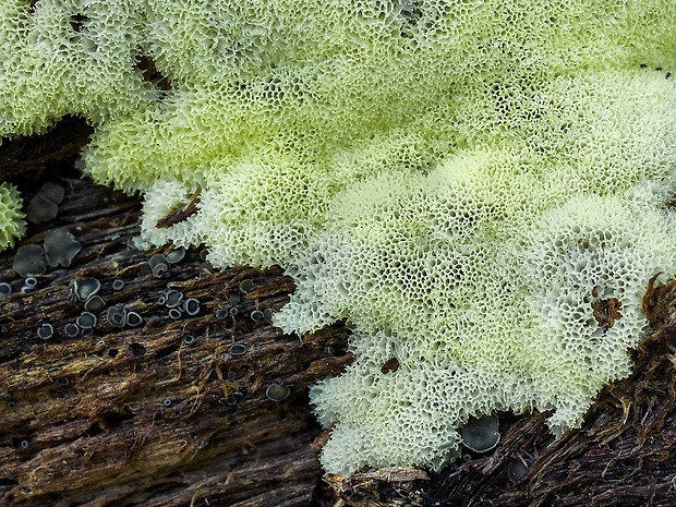 rohačka kríčkovitá v. pórovitá Ceratiomyxa fruticulosa var. porioides