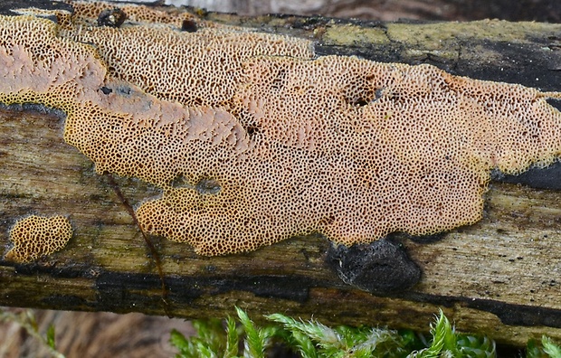 voskopórovka purpurová Ceriporia purpurea (Fr.) Donk