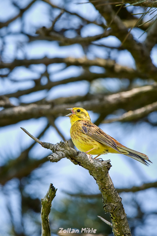 strnádka žltá Emberiza citrinella