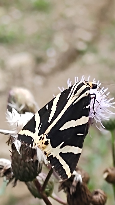 spriadač kostihojový  Euplagia quadripunctaria