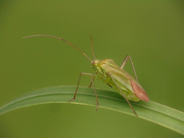 bzdôška zemiaková Lygus pabulinus