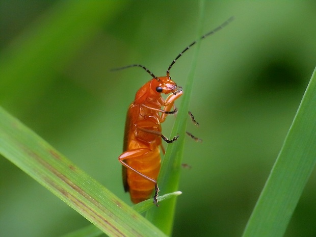 snehuľčík žltý Rhagonycha fulva