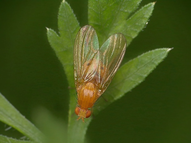 tieňovka  Sapromyza sexpunctata  Meigen, 1826