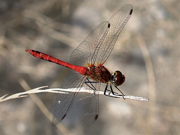 vážka červená Sympetrum sanguineum