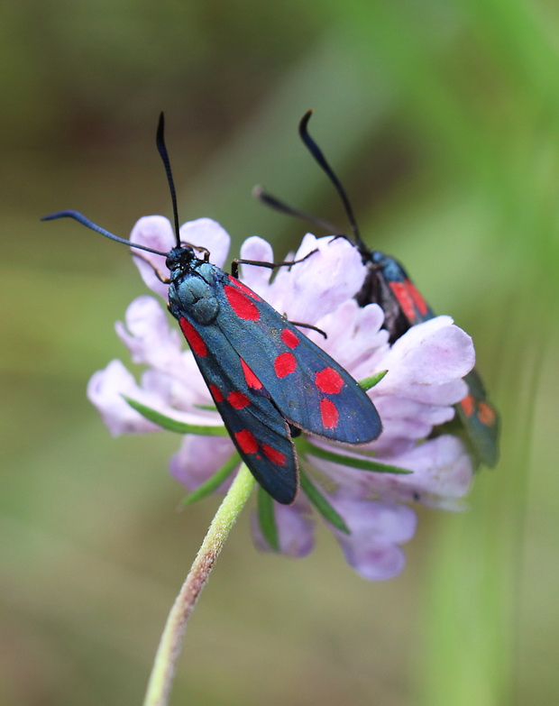 vretienka obyčajná  Zygaena filipendulae