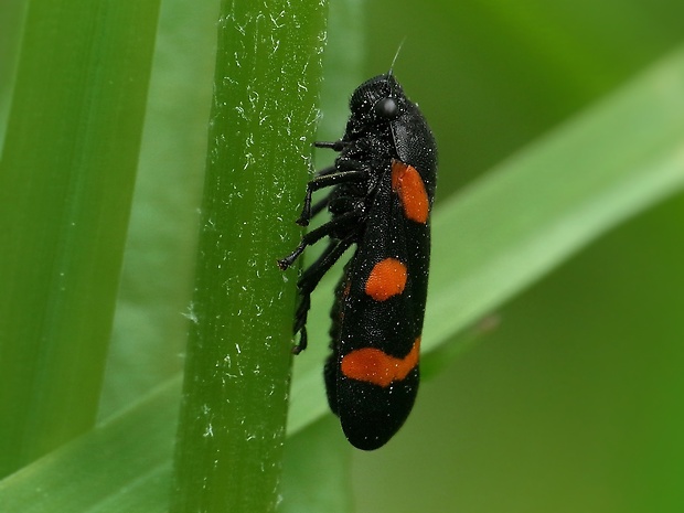 peniarka nížinná Cercopis sanguinolenta