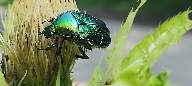 zlatoň obyčajný Cetonia aurata