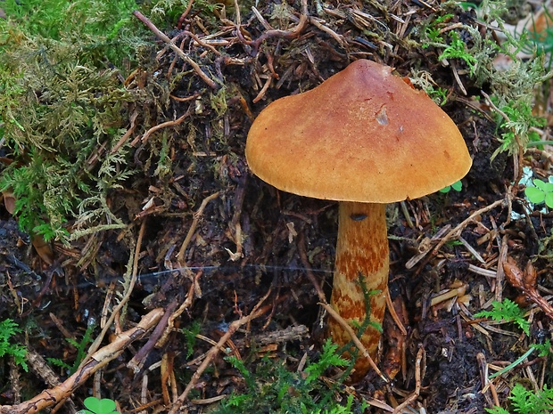 pavučinovec otravný? Cortinarius rubellus? Cooke