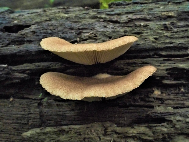 pahliva Crepidotus sp.