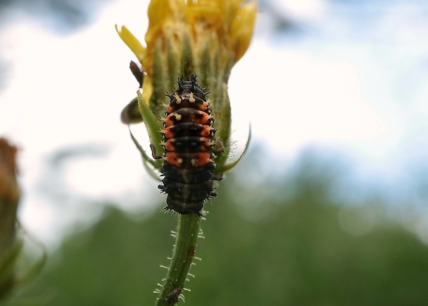 lienka - larva Harmonia axyridis