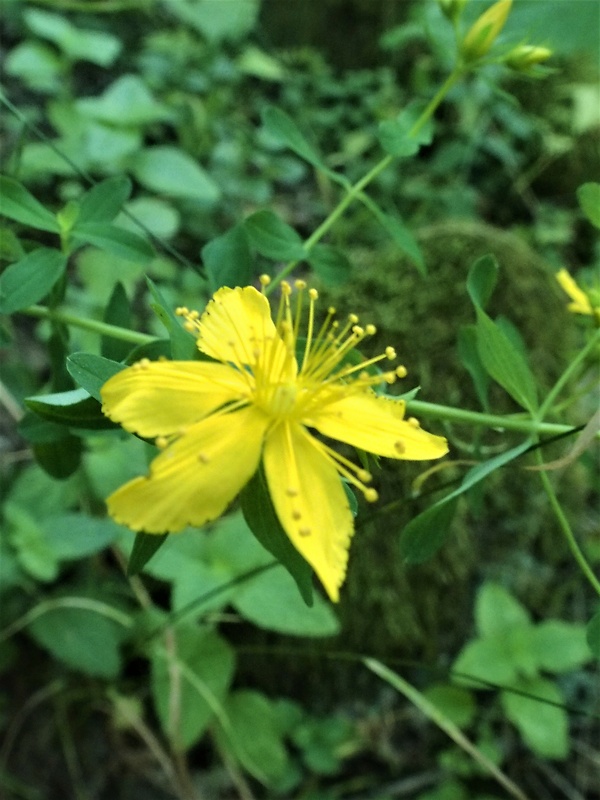 ľubovník bodkovaný Hypericum perforatum L.