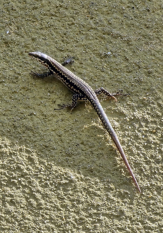 jašterica múrova Lacerta muralis