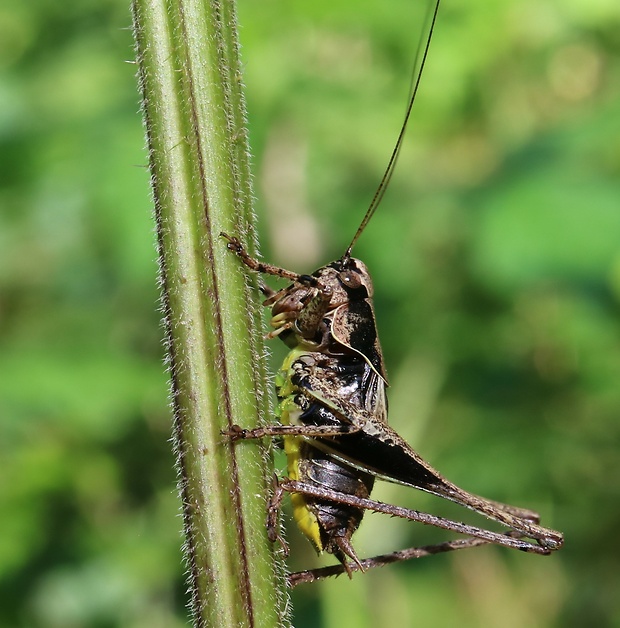 kobylka hnedkastá Pholidoptera griseoaptera